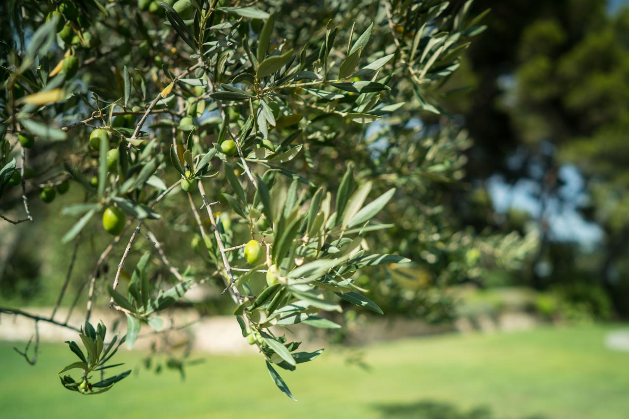 Domaine De Saint Clair Panzió Aix-en-Provence Kültér fotó