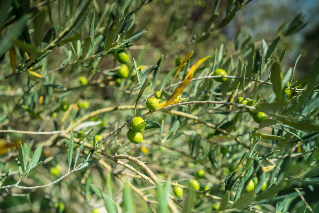 Domaine De Saint Clair Panzió Aix-en-Provence Kültér fotó